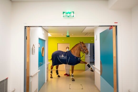 A Talking Horse in the Hospital